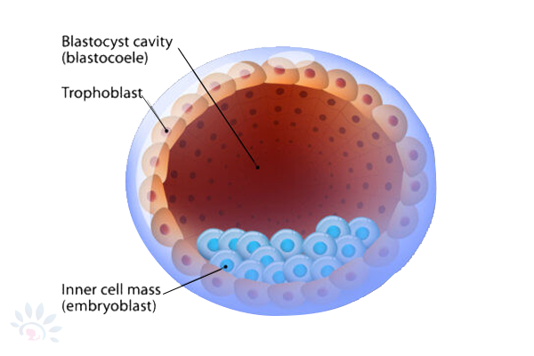 Akshaya Blastocyst