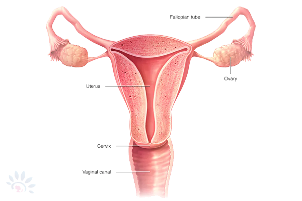 Akshaya DiagnosingInfertilityDetails