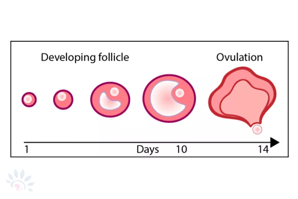 Akshaya Embryo Freezing