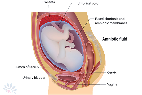 Akshaya Low Amniotic Fluid During Pregnancy