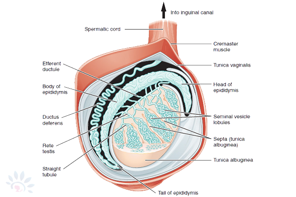 Akshaya Sperm Extraction